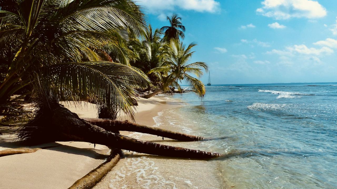 Palm-lined white-sand beach in San Blas