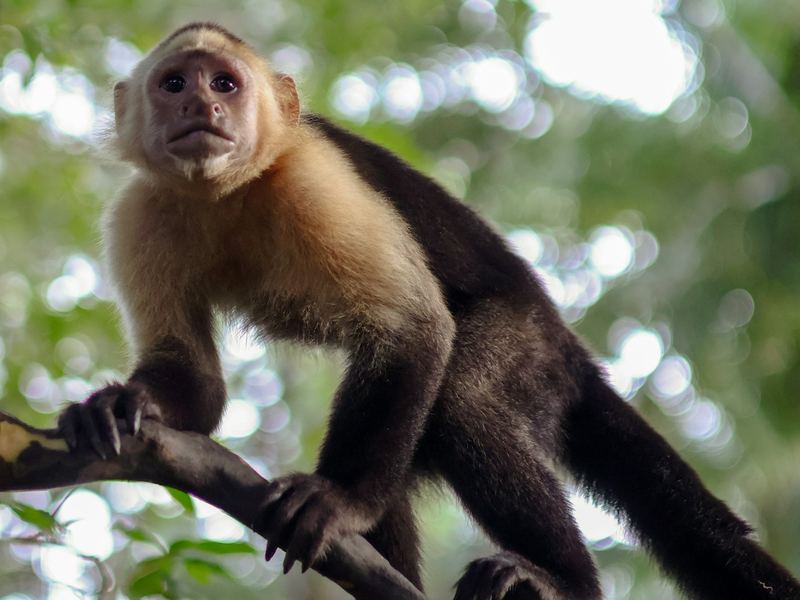 White-faced capuchin monkey on a branch