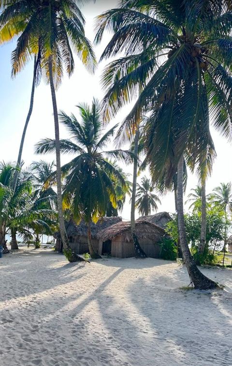 Palm trees over the white sand
